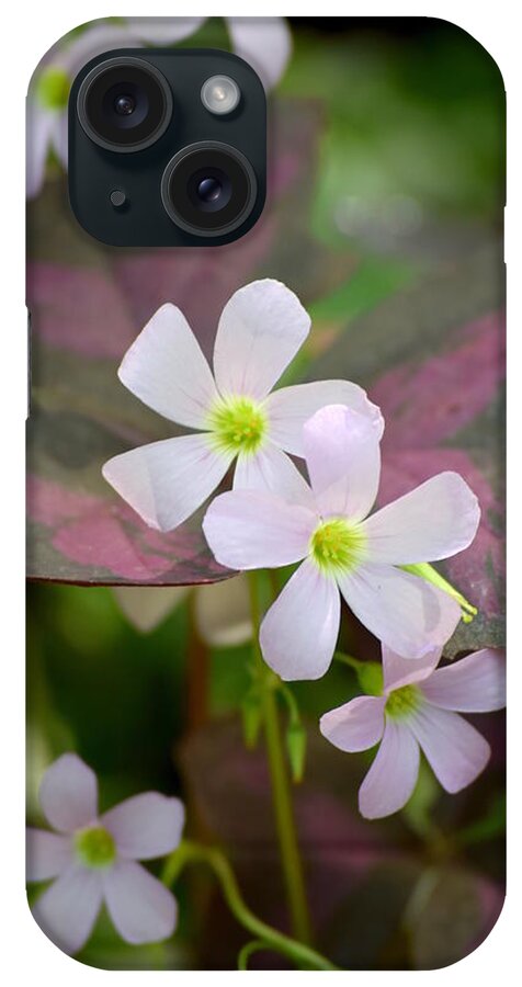 Floral iPhone Case featuring the photograph Little Twinkles by Deborah Crew-Johnson