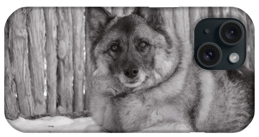 Norwegian Elk Hound Dog Photos iPhone Case featuring the photograph Loki by fence by Irina ArchAngelSkaya