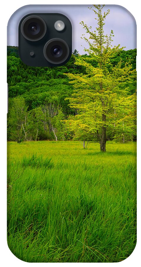 Acadia iPhone Case featuring the photograph Lone Tree Sieur de Mont Woodland Acadia by Jeff Sinon