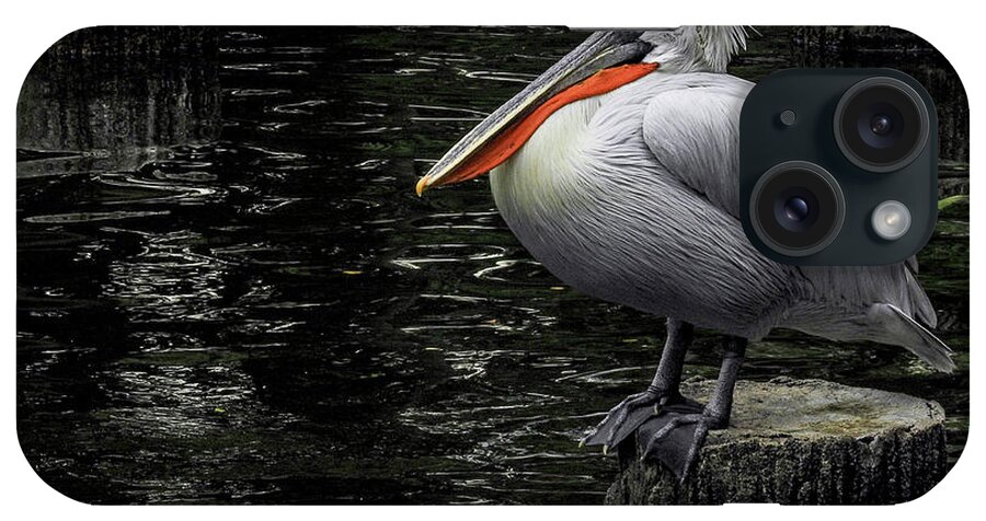 Lonely iPhone Case featuring the photograph Lonely Pelican by Pradeep Raja Prints