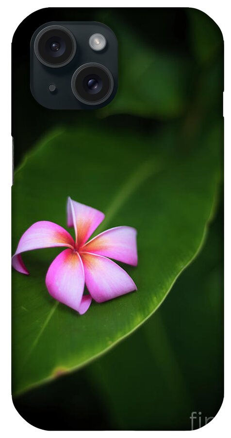Plumeria iPhone Case featuring the photograph Fallen Plumeria by Kelly Wade