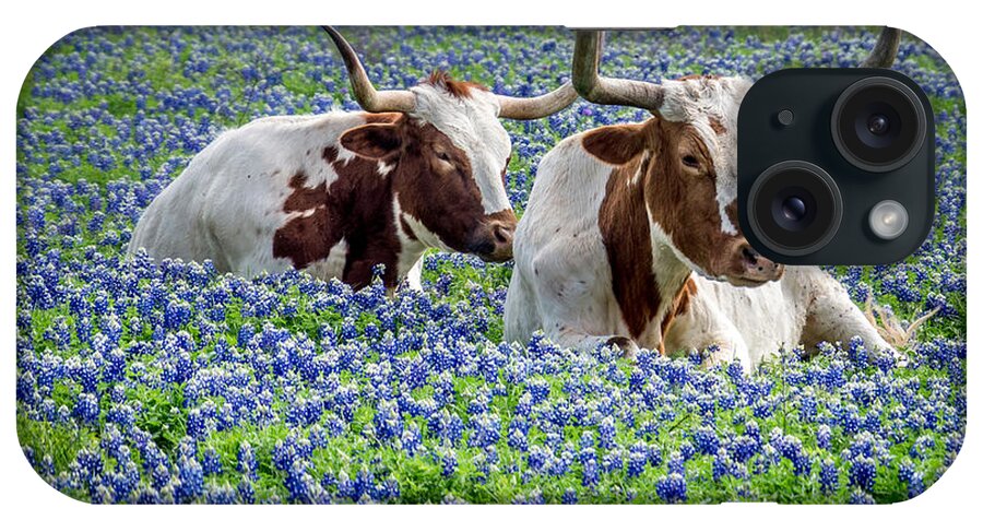 Texas iPhone Case featuring the photograph Longhorns and Blue Bonnets 2 by Dean Ginther