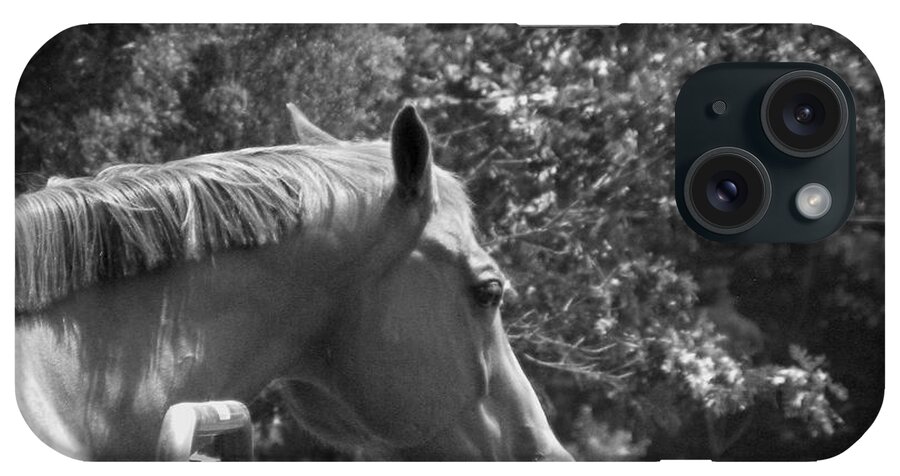 Horse iPhone Case featuring the photograph Longing by Sandi OReilly