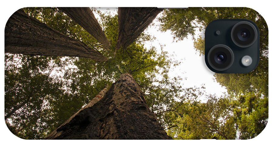 Redwoods iPhone Case featuring the photograph Look Up Way Up by Vivian Christopher