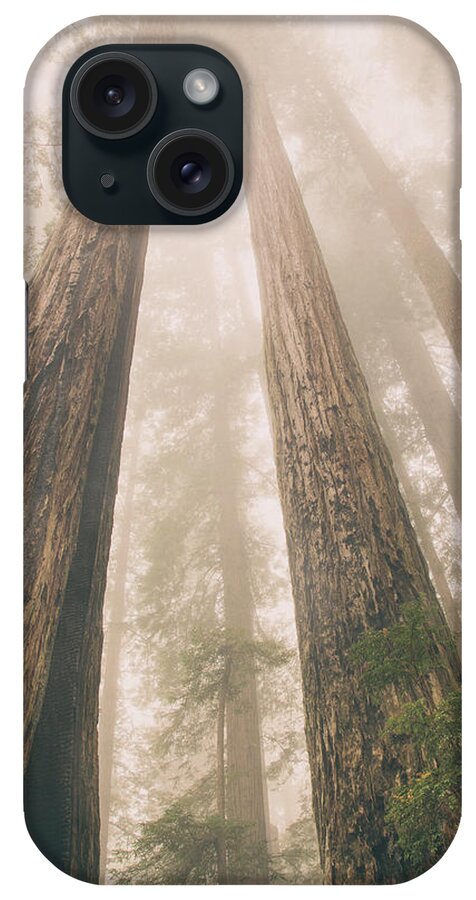 Redwoods Hiking iPhone Case featuring the photograph Looking at giants by Kunal Mehra