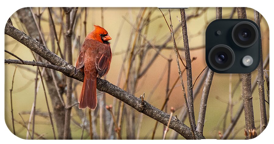 Cardinal iPhone Case featuring the photograph Looking Back by Marie Fortin