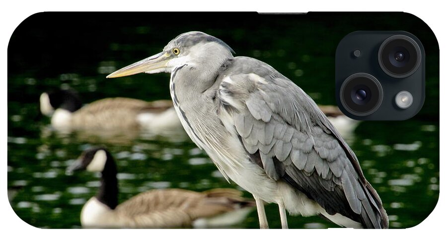 Heron iPhone Case featuring the photograph Looking for Someone by Elena Perelman