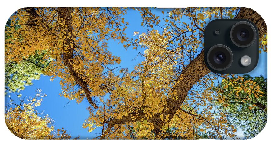 Autumn iPhone Case featuring the photograph Looking Up by Maria Coulson