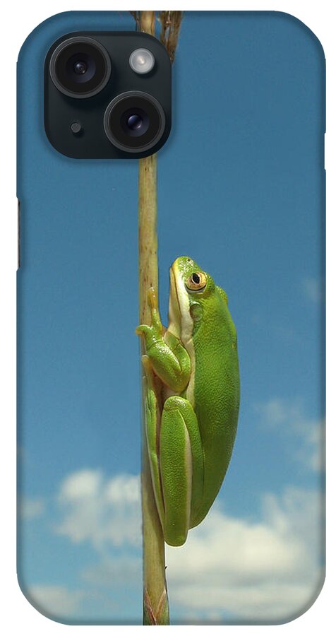 Nature iPhone Case featuring the photograph Looking Up by Peggy Urban