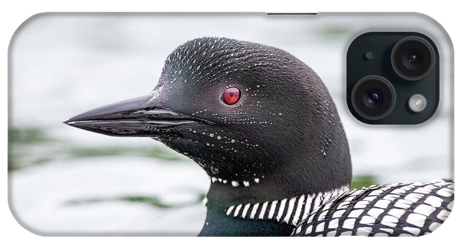 Lake_belle_taine iPhone Case featuring the photograph Loon Portrait by Jelieta Walinski