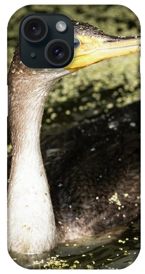 Cormorant iPhone Case featuring the photograph Lost Juvenile Cormorant by Michael Hall