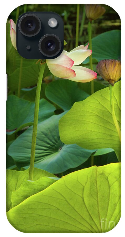 Cactus iPhone Case featuring the photograph Lotus and Light by Marilyn Cornwell