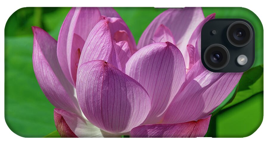 Lotus iPhone Case featuring the photograph Lotus Beauty--Buxom Beauty i DL0089 by Gerry Gantt