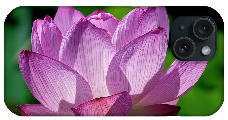 Lotus iPhone Case featuring the photograph Lotus Beauty--Buxom Beauty ii DL0090 by Gerry Gantt