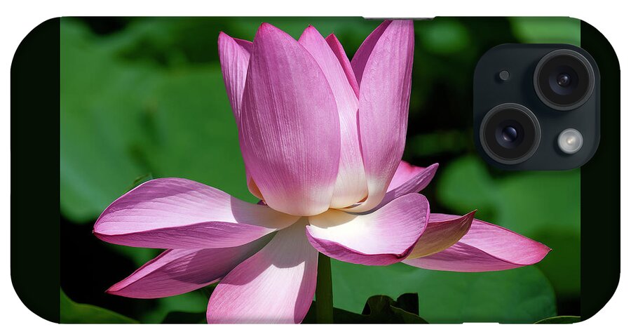 Lotus iPhone Case featuring the photograph Lotus Bud--Almost There ii DL0097 by Gerry Gantt