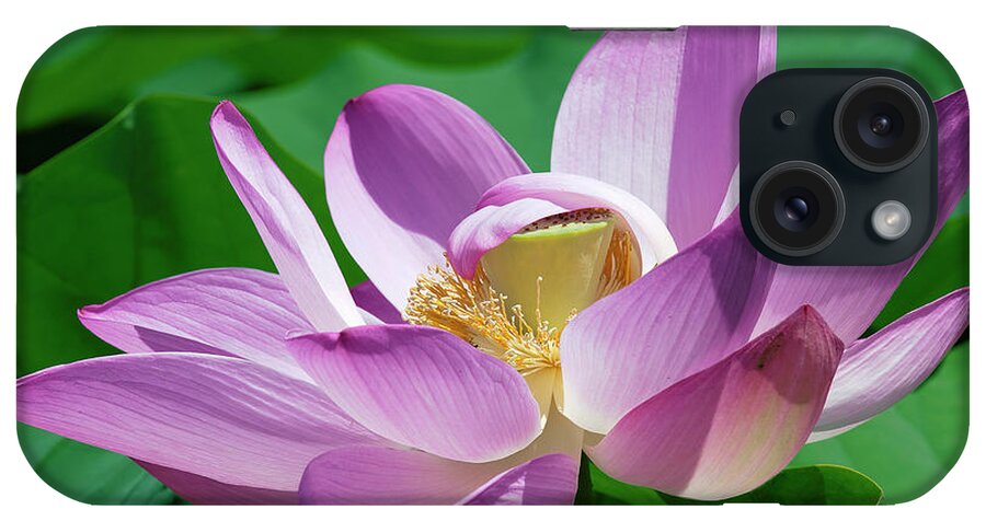 Lotus iPhone Case featuring the photograph Lotus--Center of Being--Protective Covering ii DL0088 by Gerry Gantt