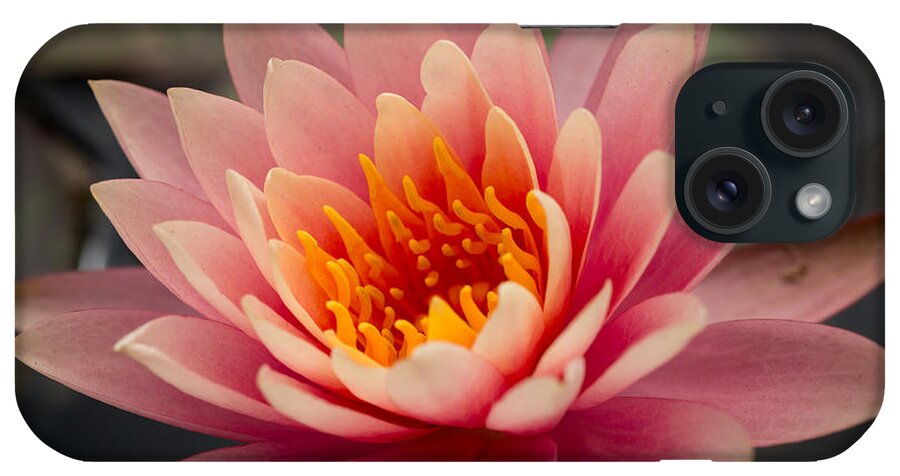 Lotus iPhone Case featuring the photograph Lotus Flower by Ana V Ramirez