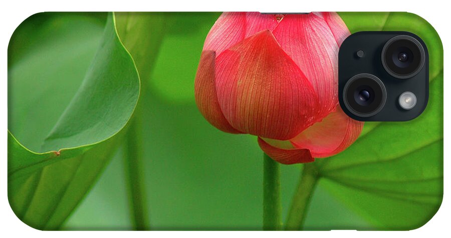 Lotus iPhone Case featuring the photograph Lotus Flower 2 by Harry Spitz