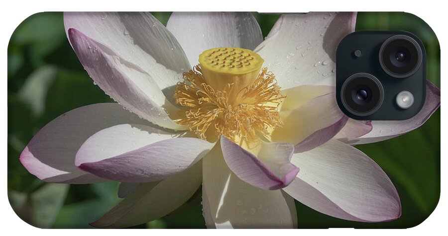 Lotus iPhone Case featuring the photograph Lotus Flower in Bloom by Jack Nevitt