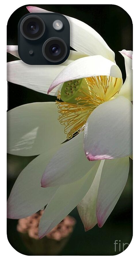 Lotus iPhone Case featuring the photograph Lotus Under Cover by Sabrina L Ryan