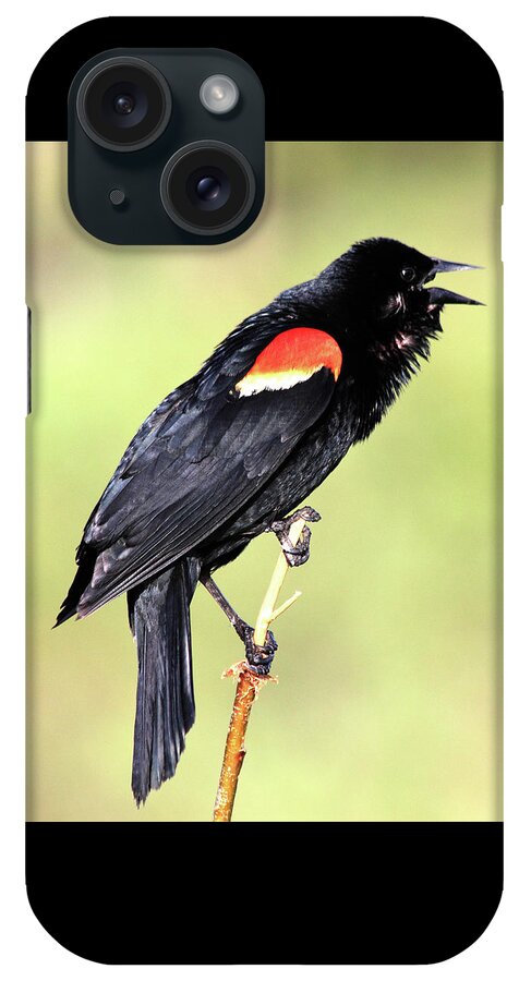 Red-winged Blackbird iPhone Case featuring the photograph Love Song by Shane Bechler
