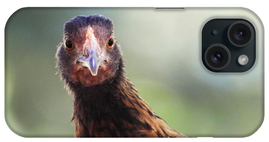 Chickens Hen Pose Nature Wild Wildlife Animal Bird Bird-watching Comical Funny Bird Photography iPhone Case featuring the photograph Love That Smile by Jan Gelders