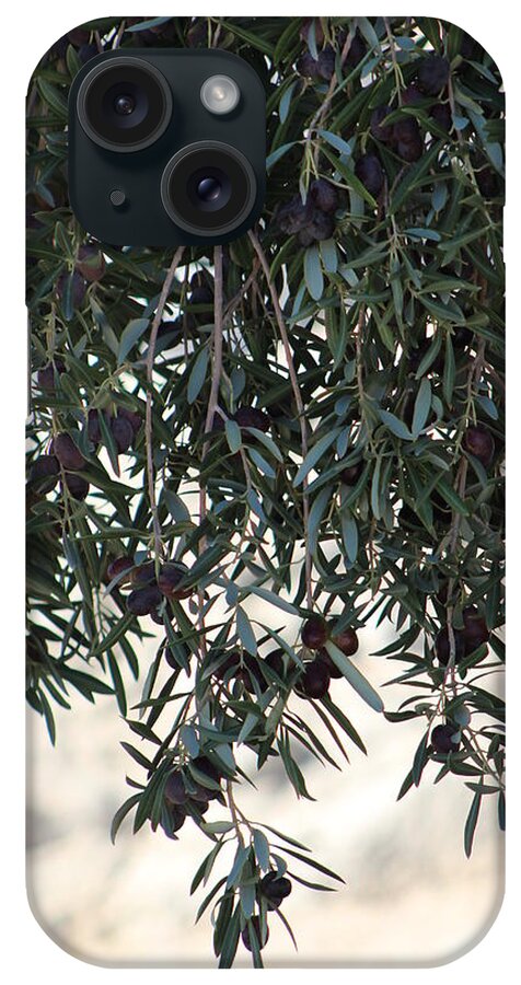 Olive Tree iPhone Case featuring the photograph Low Hanging Fruit An Olive Tree by Colleen Cornelius