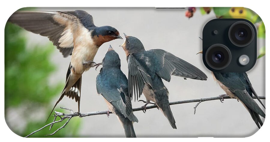 Barn Swallow iPhone Case featuring the photograph Lunch Time by Jack Nevitt