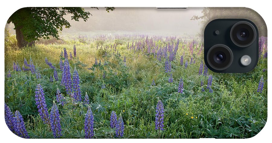 Fields Of Lupine Festival iPhone Case featuring the photograph Lupine Field by Susan Cole Kelly