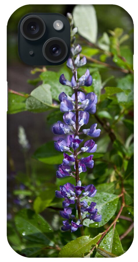 Leaf iPhone Case featuring the photograph Lupine by Jedediah Hohf