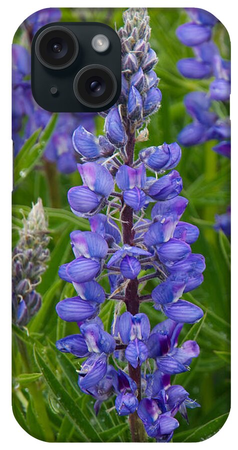 Lupine iPhone Case featuring the photograph Lupine Wildflower Vertical by Aaron Spong