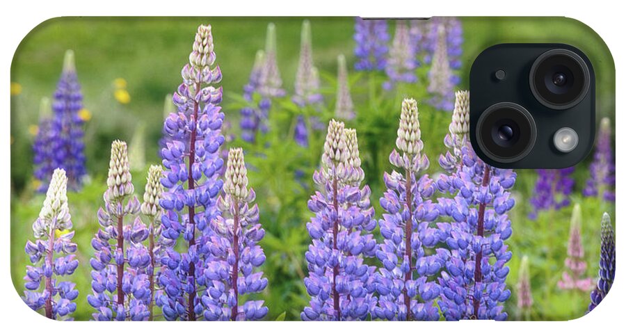 Lupine iPhone Case featuring the photograph Lupines by Rod Best