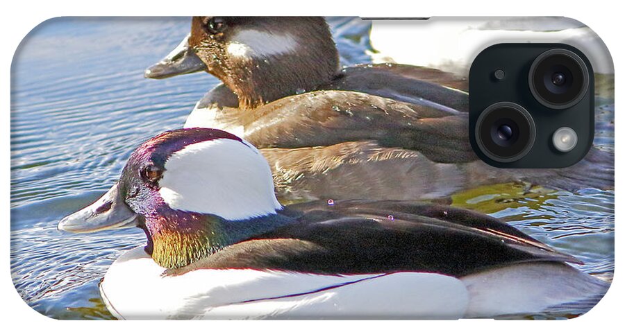 Bufflehead iPhone Case featuring the photograph Ma And Pa Buffle by Marland Howard