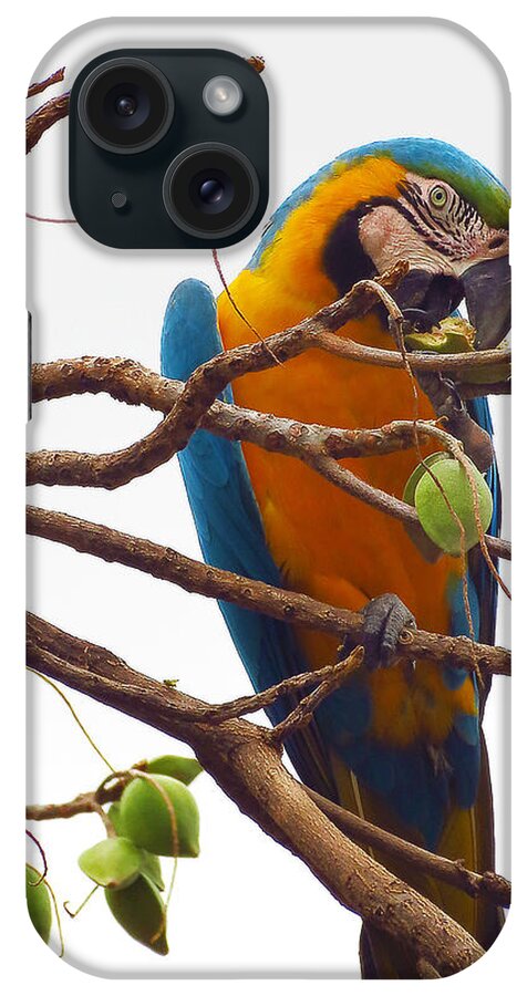 Macaw iPhone Case featuring the photograph Macaw by Metaphor Photo