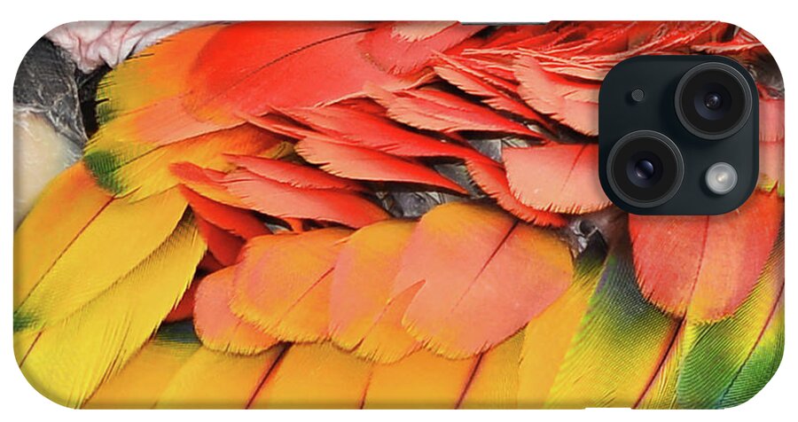 Macaw Parrot iPhone Case featuring the photograph Macaw Parrot by Olga Hamilton