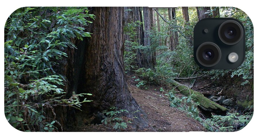 Mount Tamalpais iPhone Case featuring the photograph Magical Path Through the Redwoods on Mount Tamalpais by Ben Upham III