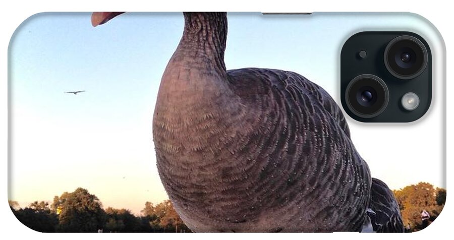 Goose iPhone Case featuring the photograph Magnificent Goose by Kate Gibson Oswald