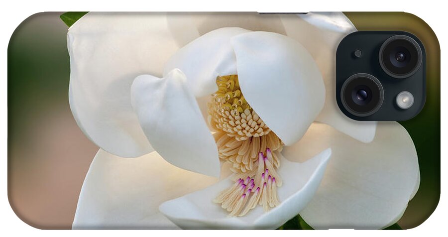 Magnolia Trees iPhone Case featuring the photograph Magnolia bloom by Carolyn D'Alessandro