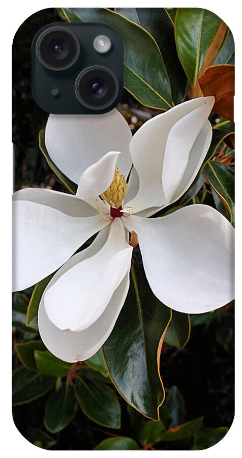 Magnolia iPhone Case featuring the photograph Magnolia Blossom by Kristin Elmquist