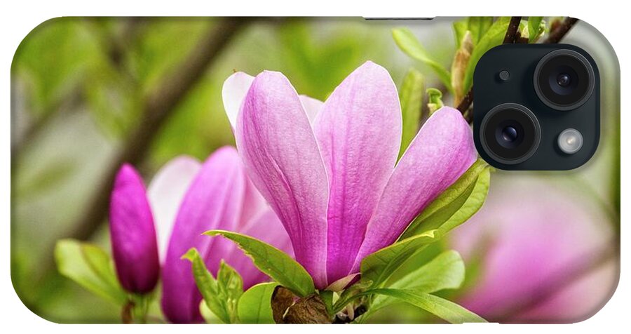 Magnolia iPhone Case featuring the photograph Magnolia by Karol Livote