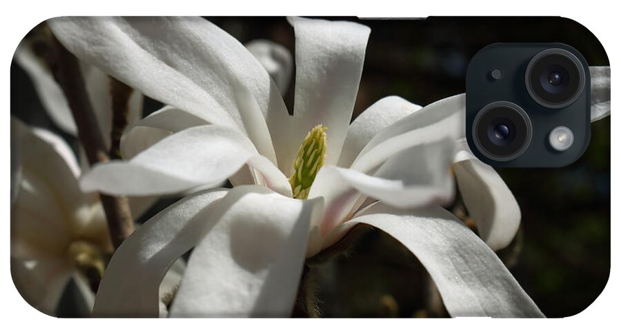 Flower Flowers Magnolia Stellata Star Shaped Petals Bloom White Light Shade Green Horticulture Garden Spring Sunshine iPhone Case featuring the photograph Magnolia Stellata by Jeff Townsend