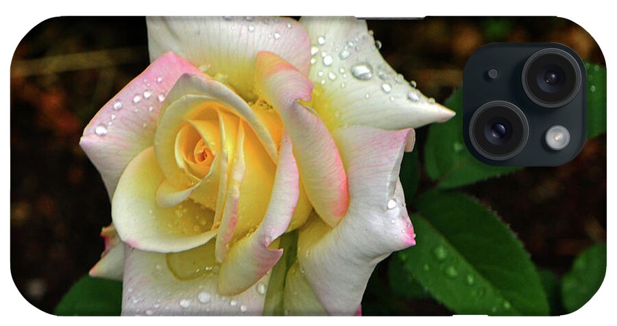 Rose iPhone Case featuring the photograph Maid Of Honour Rose 003 by George Bostian