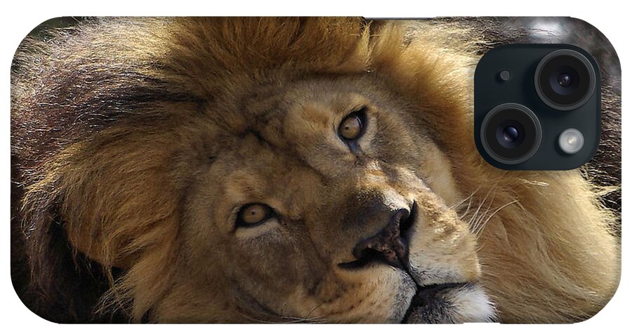 Lion iPhone Case featuring the photograph Majestic Love by Linda Mishler