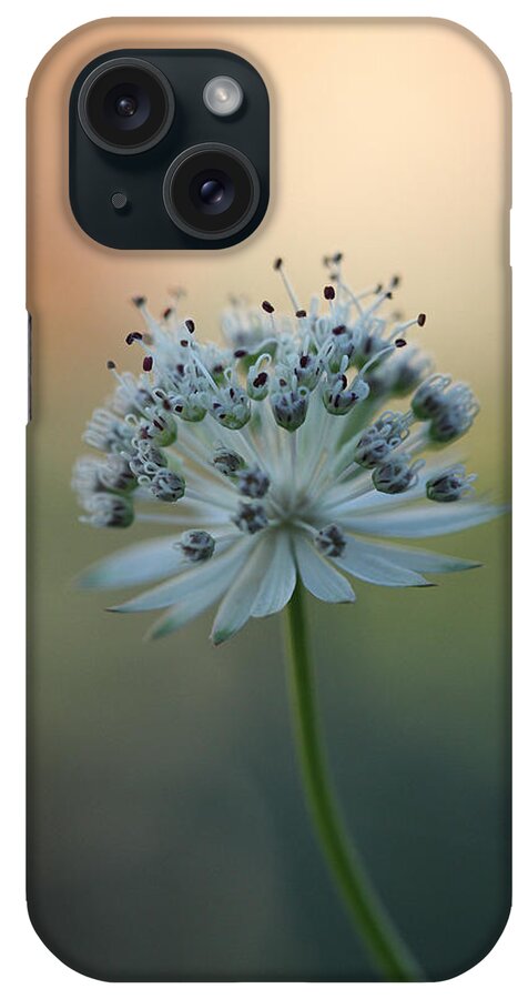 Astrantia iPhone Case featuring the photograph Botanica .. Make A Wish by Connie Handscomb