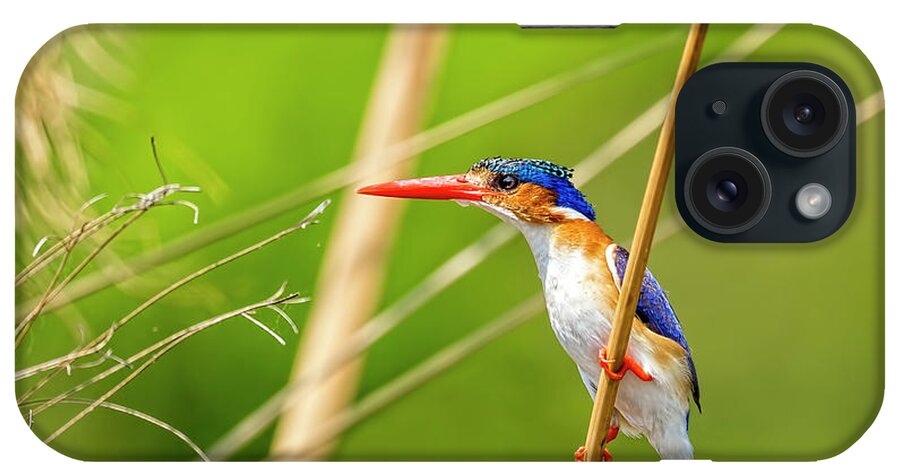Malachite Kingfisher iPhone Case featuring the photograph Malachite Kingfisher by Kay Brewer