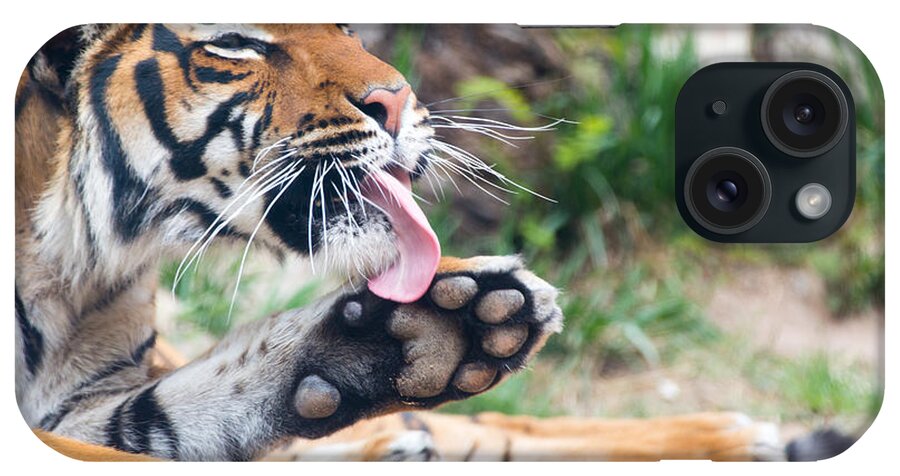 El Paso iPhone Case featuring the photograph Malayan Tiger Grooming by SR Green