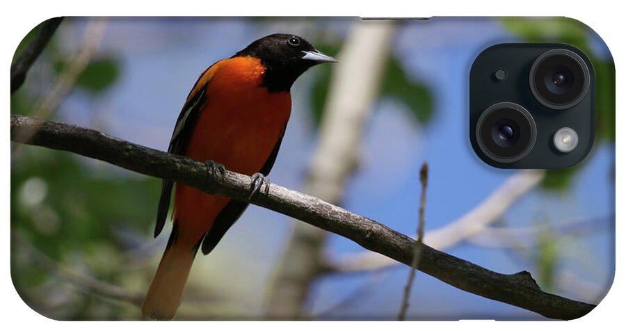 Male Baltimore Oriole iPhone Case featuring the photograph Male Baltimore Oriole by Alyce Taylor