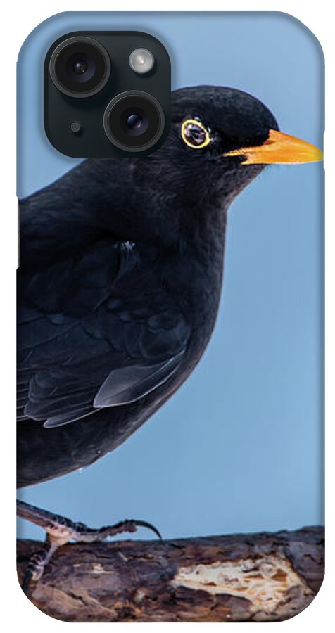 Blackbird iPhone Case featuring the photograph Male blackbird perching on a pine branch in profile by Torbjorn Swenelius