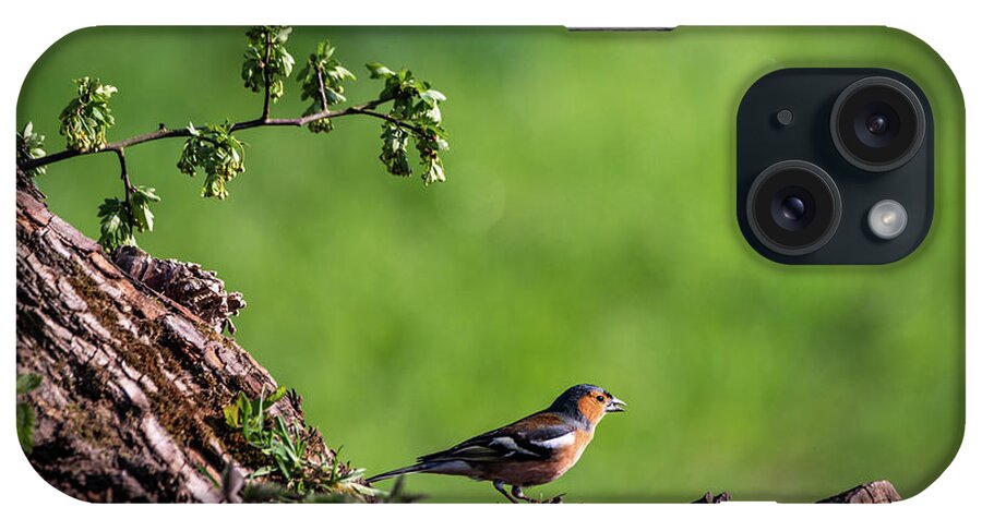 Bird iPhone Case featuring the photograph Male Chaffinch Chatting by Framing Places