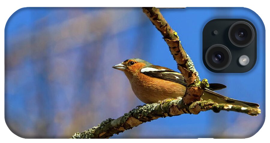 Chaffinch iPhone Case featuring the photograph Male common chaffinch bird, fringilla coelebs by Elenarts - Elena Duvernay photo